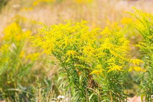 Beautiful Yellow Goldenrod Flowers Blooming